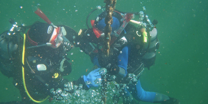 Discover Local Diving